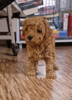 Zwerg/Toypudel Welpen