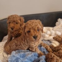 Zwerg/Toypudel Welpen