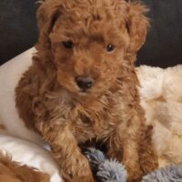 Zwerg/Toypudel Welpen