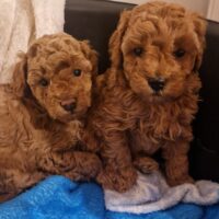 Zwerg/Toypudel Welpen