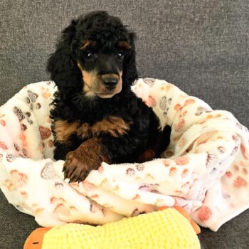 Reinrassige Kleinpudelhündin sucht wieder ein neues liebevolles Zuhause