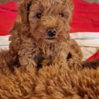 Zwerg/Toypudel Welpen