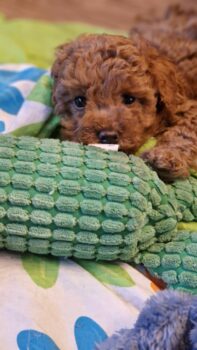 Zwerg/Toypudel Welpen (1 Rüde)