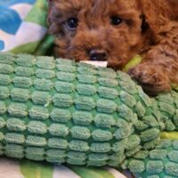 Zwerg/Toypudel Welpen (1 Rüde)