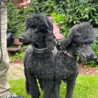 Großpudel Mama und Tochter aus VDH Zucht