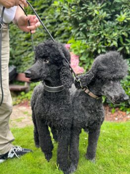 Großpudel Mama und Tochter aus VDH Zucht