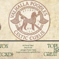 Großpudelwelpen braun