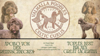 Großpudelwelpen braun