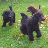 Großpudel / Königspudel Welpen in schwarz und braun mit DPK-VDH-FCI Papieren