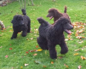 Großpudel / Königspudel Welpen in schwarz und braun mit DPK-VDH-FCI Papieren