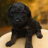 Zwergpudelwelpen schwarz , Phantom und rot