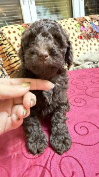 Miniaturansicht für das Anzeigenbild