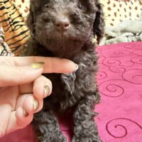 Zwergpudel Welpen dunkelbraun mit Ahnentafel