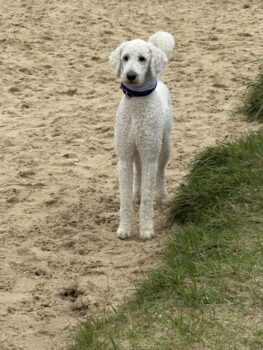 Vermittlung eines lieben Hundes