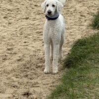 Vermittlung eines lieben Hundes mit Jagdtrieb