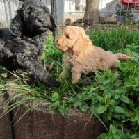 Liebevoll aufgezogene Kleinpudel suchen ein neues Zuhause