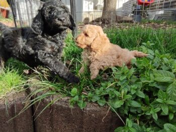 Liebevoll aufgezogene Kleinpudel suchen ein neues Zuhause