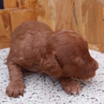 Zwergpudelwelpen schwarz , Phantom und rot