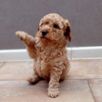 Zwergpudelwelpen schwarz , Phantom und rot