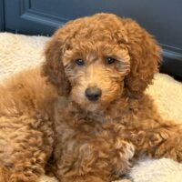 Kleinpudelhündin mit Vdh Papieren