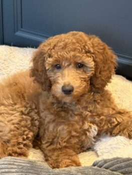 Kleinpudelhündin mit Vdh Papieren