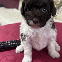 Harlekin Zwergpudelhündin mit Ahnentafel