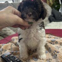 Harlekin Zwergpudelhündin mit Ahnentafel