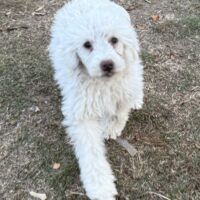 Reinrassiger Pudel – Freude pur auf vier Pfoten