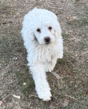 Reinrassiger Pudel – Freude pur auf vier Pfoten