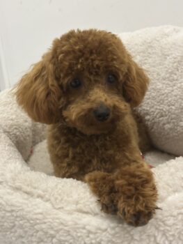 Deckrüde Toypudel RED 23 cm asiatische Linie