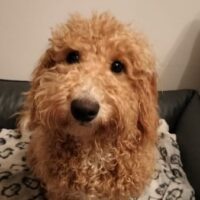 Süßer Pudelbub sucht neue Pflege- oder gerne auch Endstelle