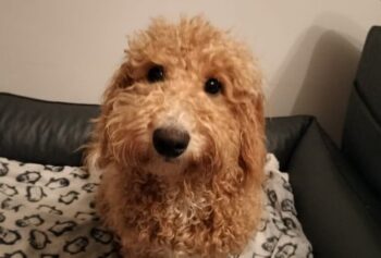 Süßer Pudelbub sucht neue Pflege- oder gerne auch Endstelle