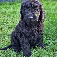 Goldendoodle F1b mini/medium Doodle Pudel