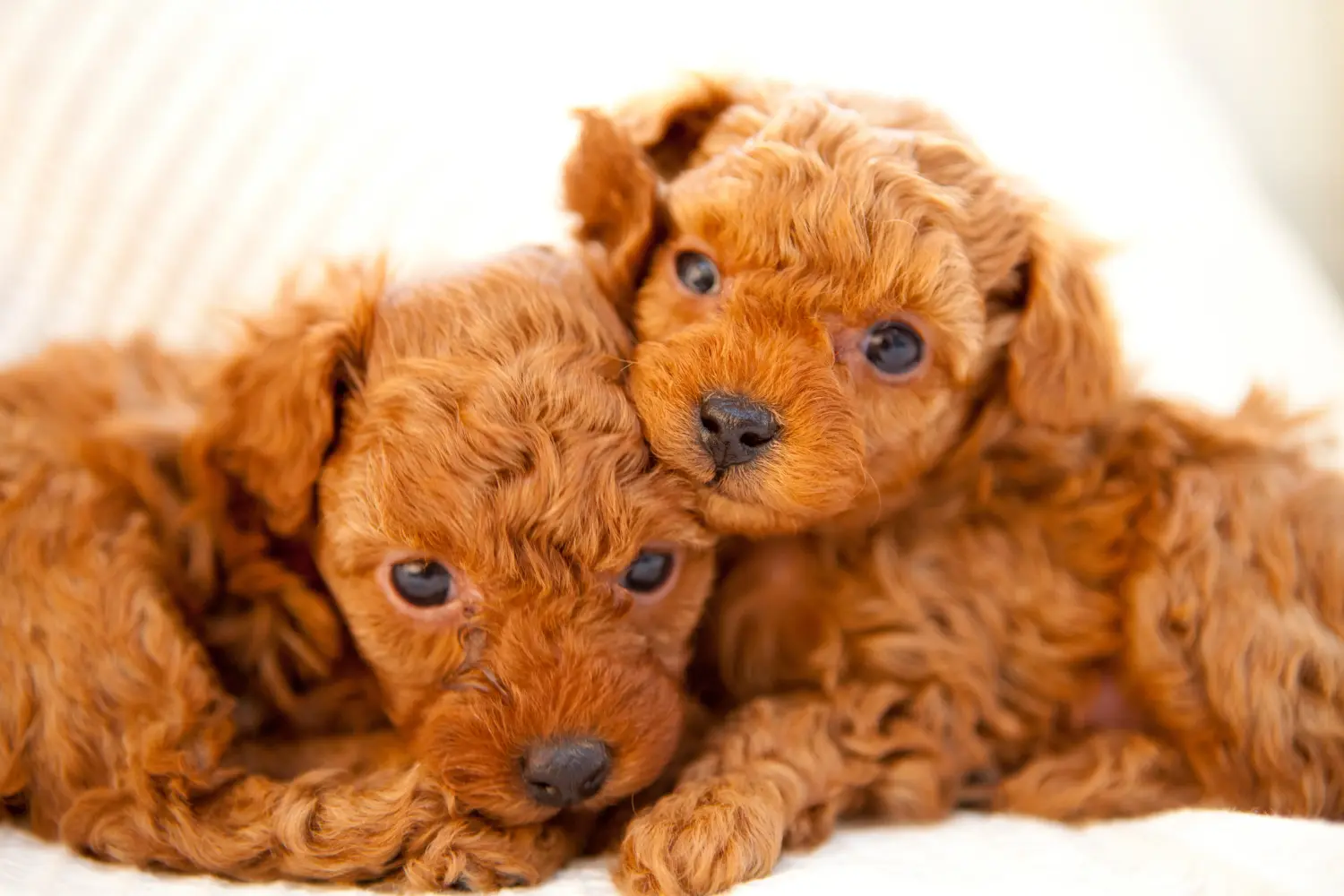 Einen Pudel Welpen zu kaufen, bedeutet Verantwortung zu übernehmen! Pudel Welpen kaufen.