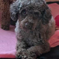 Zwergpudel Rüde 2,5 Jahre alt
