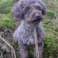 Zwergpudel Rüde 2,5 Jahre alt