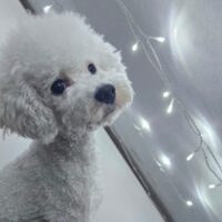 Deckrüde /Toypudel vererbt Tuxedoscheckung