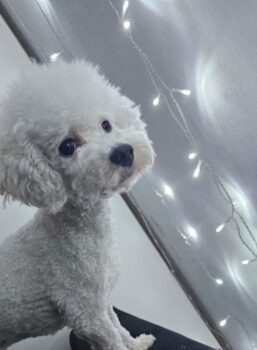 Deckrüde /Toypudel vererbt Tuxedoscheckung