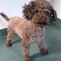 Zwergpudel Rüde 3 Jahre alt