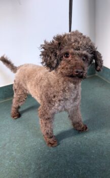 Zwergpudel Rüde 3 Jahre alt