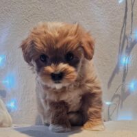 Bezaubernder Havapoo Welpe Sanji mit Ahnentafel