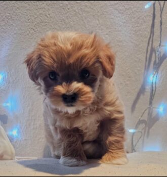 Bezaubernder Havapoo Welpe Sanji mit Ahnentafel