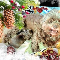 Bollipoo Welpen ab Dezember