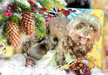 Bollipoo Welpen ab Dezember