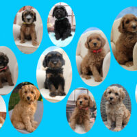 Tibet-Doodle-Welpe F1 aus familiärer Vereinszucht(mit Papiere), Auszug zu Weihnachten