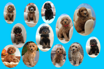 Tibet-Doodle-Welpe F1 aus familiärer Vereinszucht(mit Papiere), Auszug zu Weihnachten