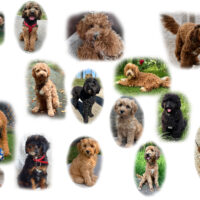 Tibet-Doodle-Welpe F1 aus familiärer Vereinszucht(mit Papiere), Auszug zu Weihnachten