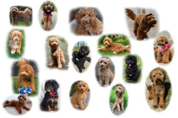 Tibet-Doodle-Welpe F1 aus familiärer Vereinszucht(mit Papiere), Auszug zu Weihnachten