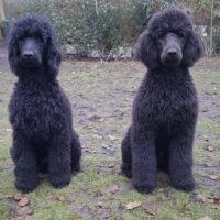 Großpudel / Königspudel Welpen Junghunde in schwarz mit DPK-VDH-FCI Papieren