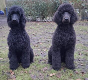 Miniaturansicht für das Anzeigenbild